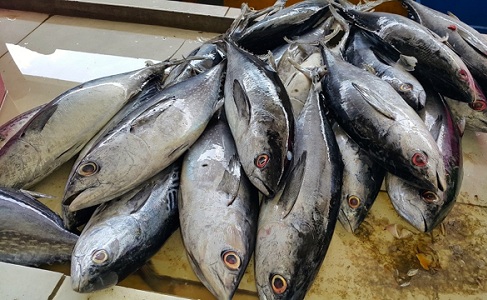 Manfaat Ikan Tuna Bagi Kesehatan