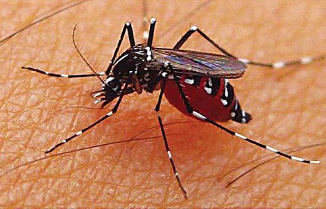 Penyebab Dan Gejala Penyakit Malaria Yang Sering Terjadi